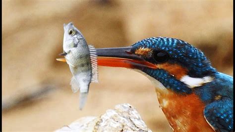 fish bird|12 Birds That Catch Fish (with Photos) .